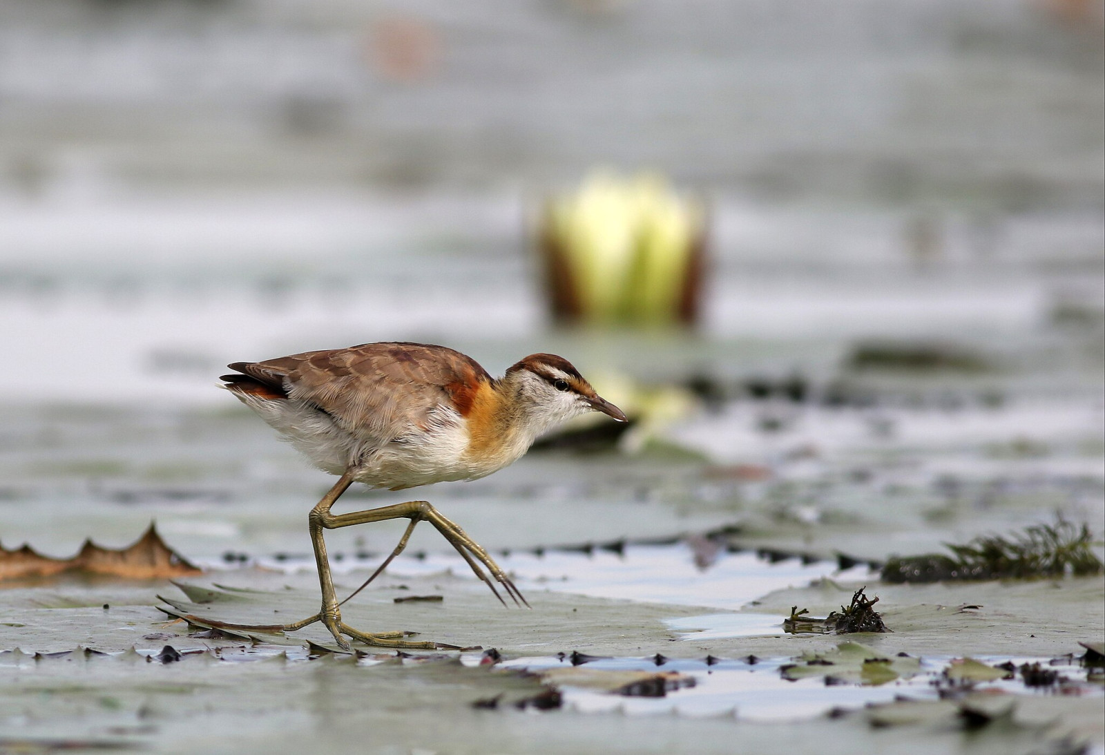 image Lesser Jacana